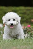 BICHON FRISE 520